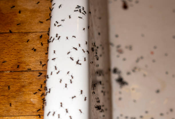 Best Pest Prevention Services  in Opelousas, LA